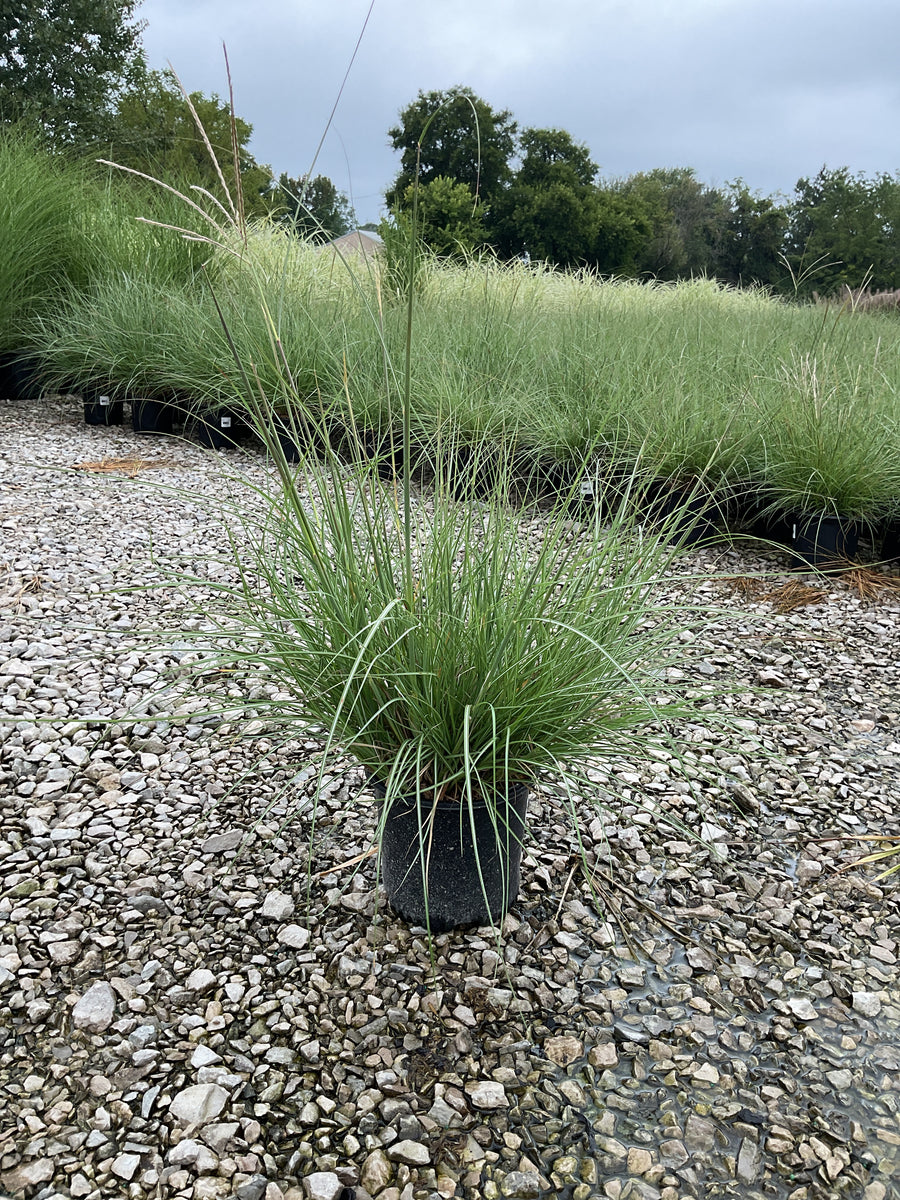 Miscanthus sinensis 'Adagio'