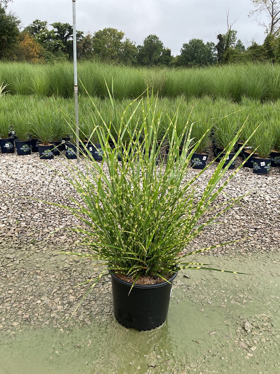 Miscanthus sinensis 'Strictus'