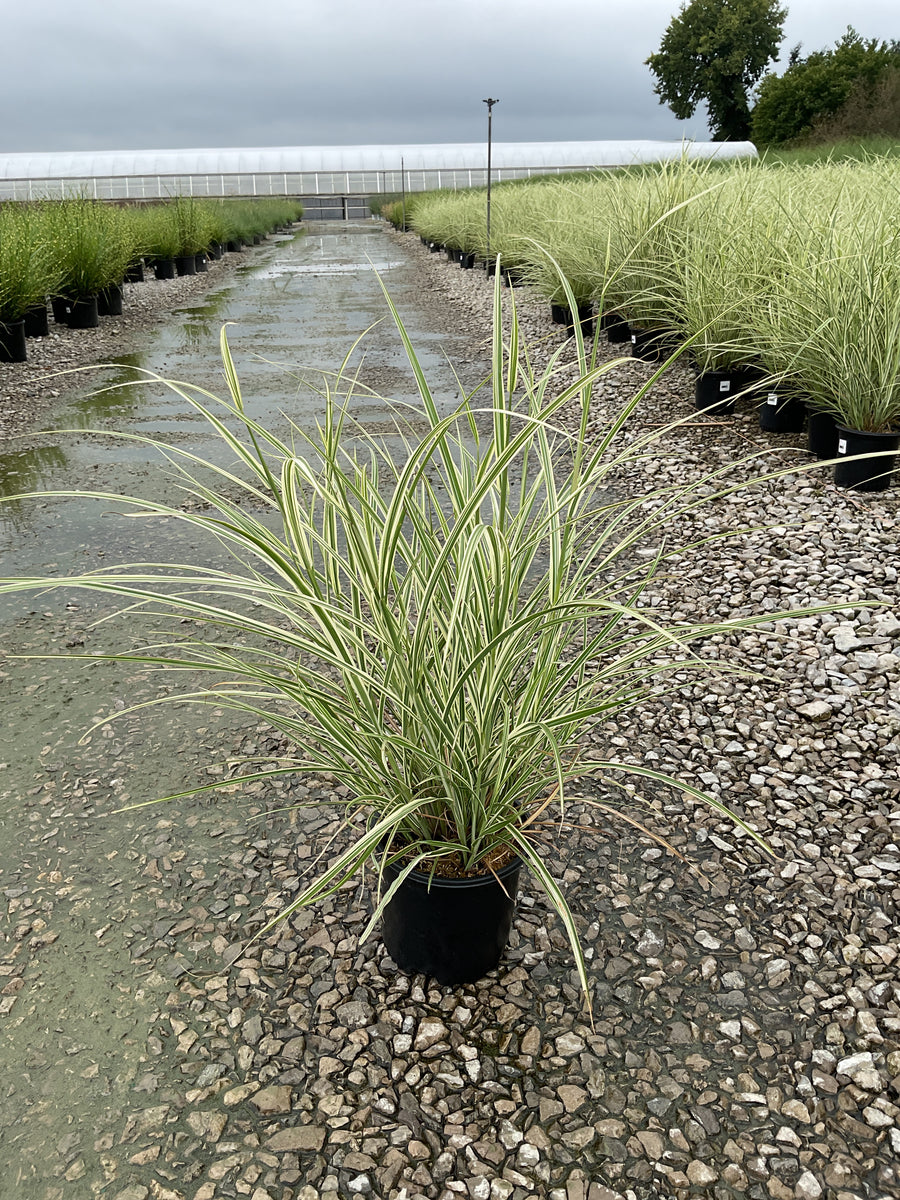 Miscanthus sinensis 'Variegata'