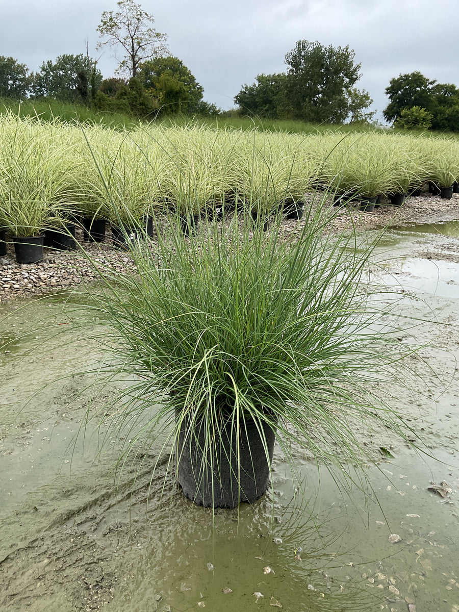 Miscanthus sinensis 'Adagio'