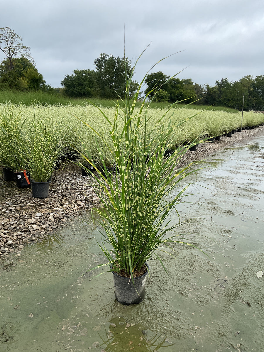 Miscanthus sinensis 'Zebrinus'