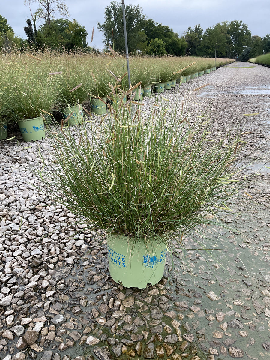 Bouteloua 'Blonde Ambition'