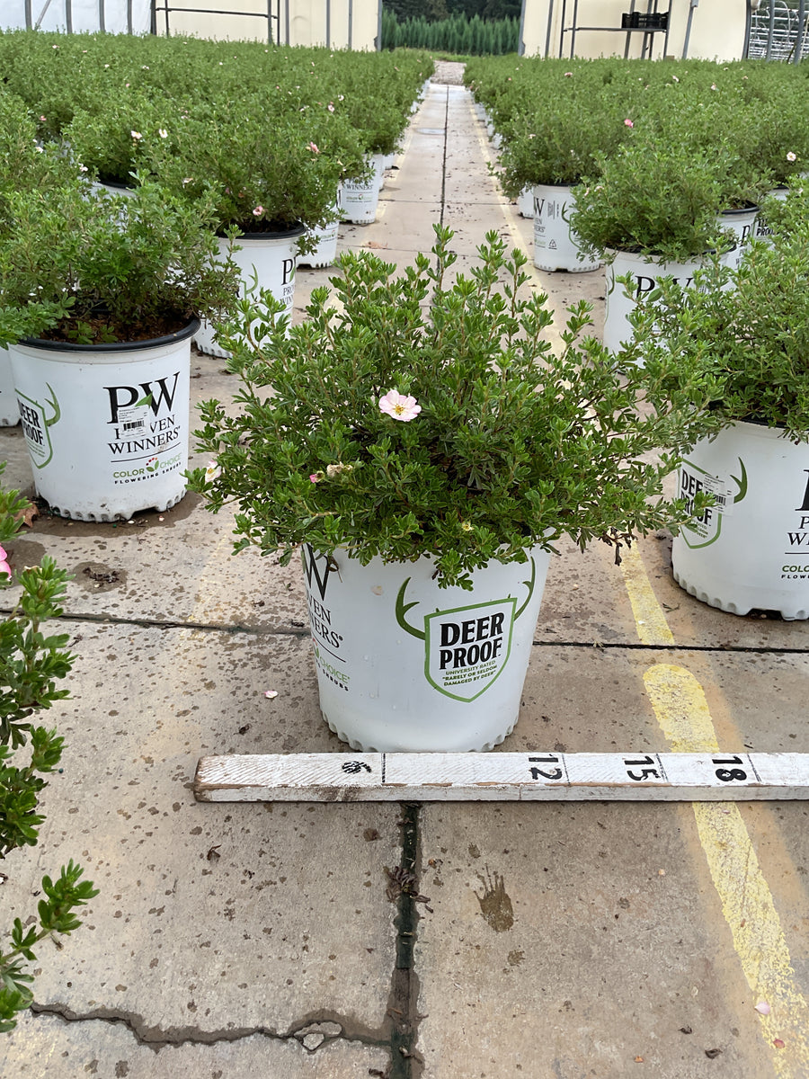 Potentilla 'Happy Face Hearts'