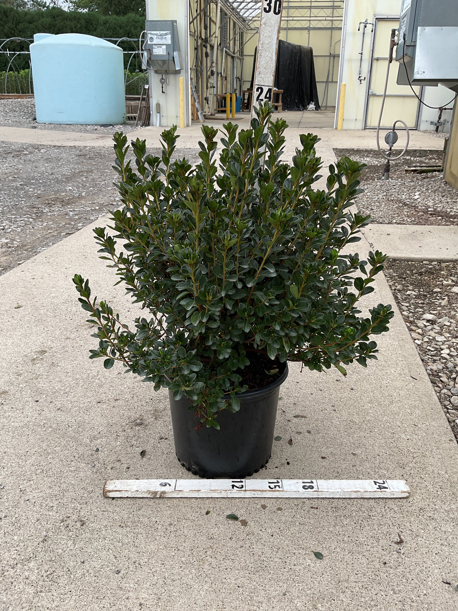 Azalea x 'Stewartstonian'