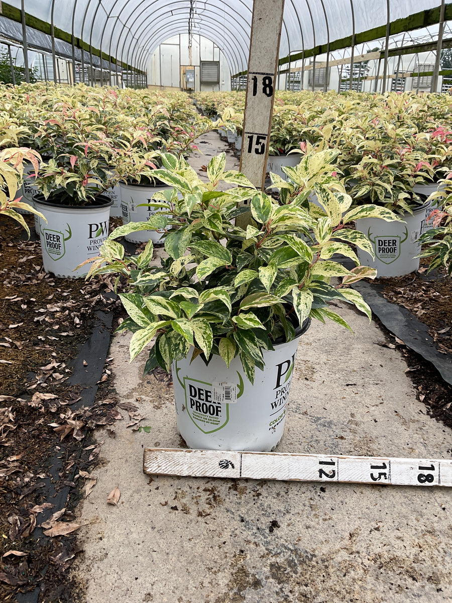 Leucothoe fontanesiana 'SMNLFGRV'