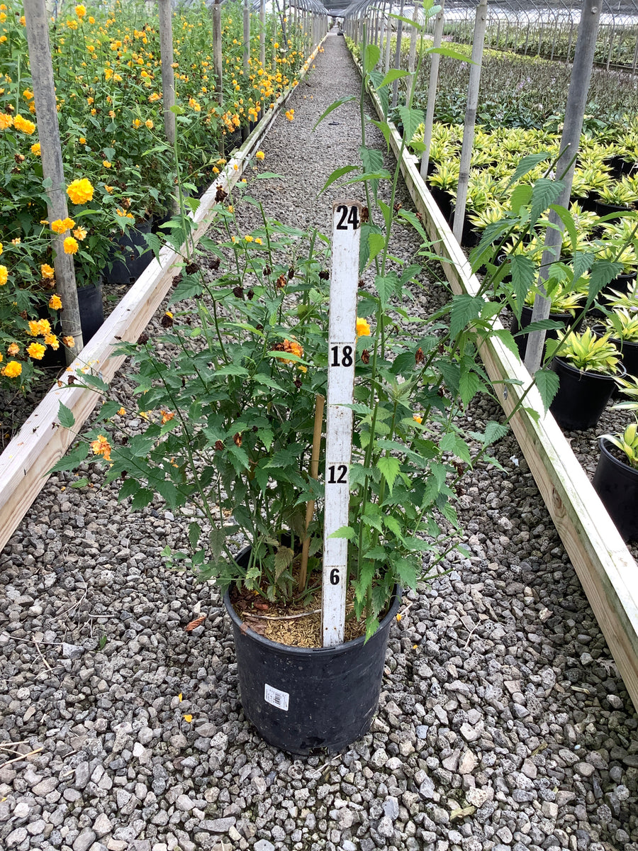 Kerria japonica 'Pleniflora'