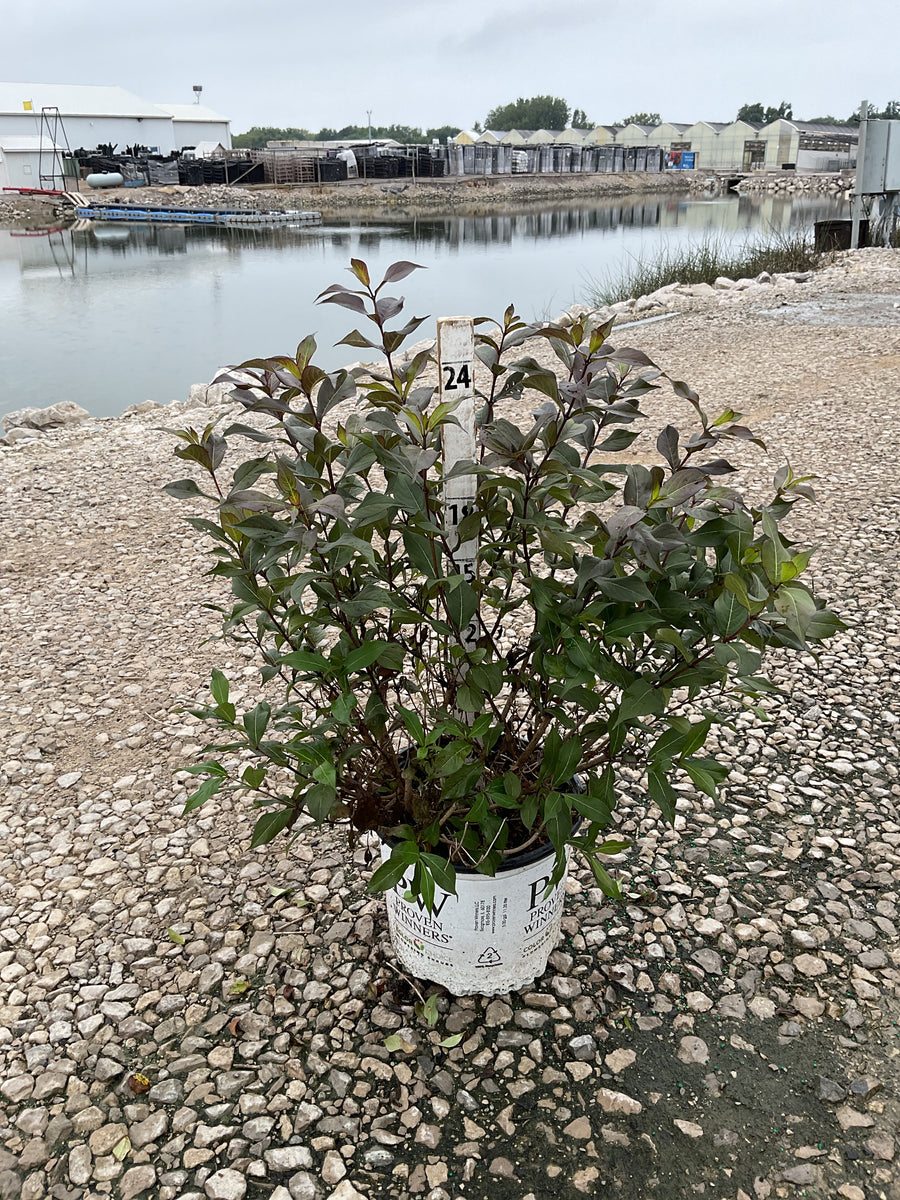 Weigela florida 'Wine and Spirits'