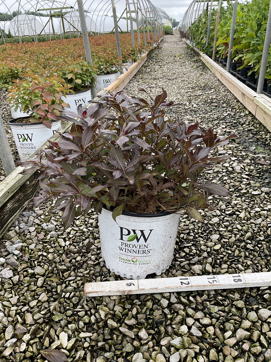 Weigela florida 'Elvera'