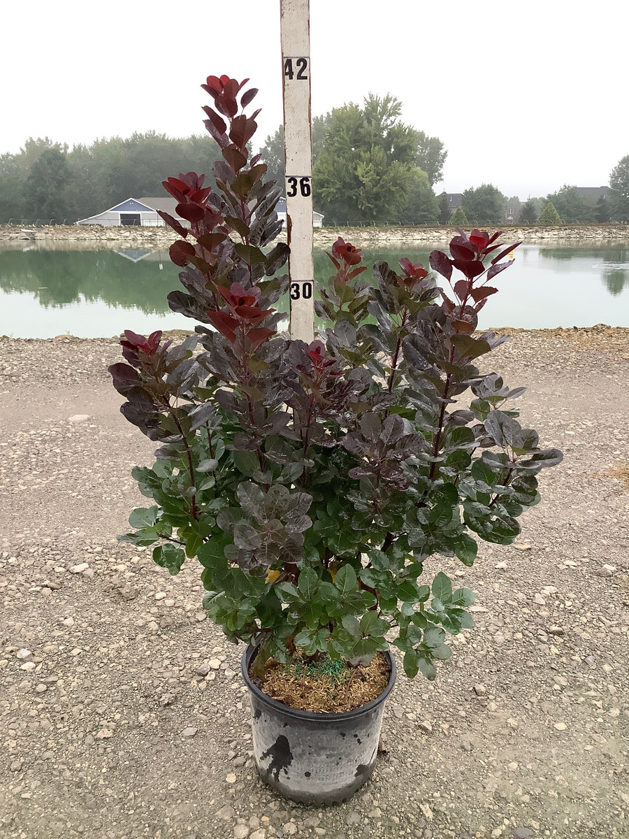 Cotinus coggygria 'Royal Purple'