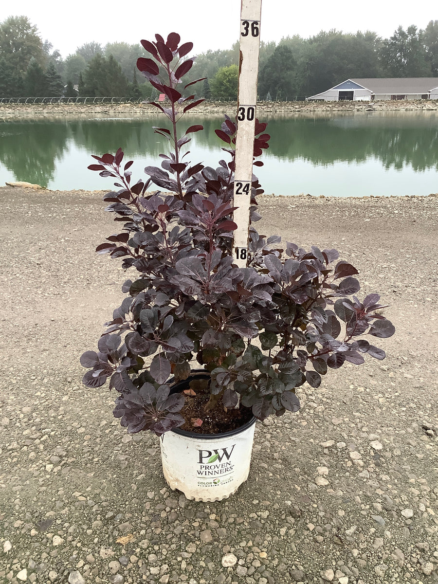 Cotinus coggygria 'Winecraft Black'