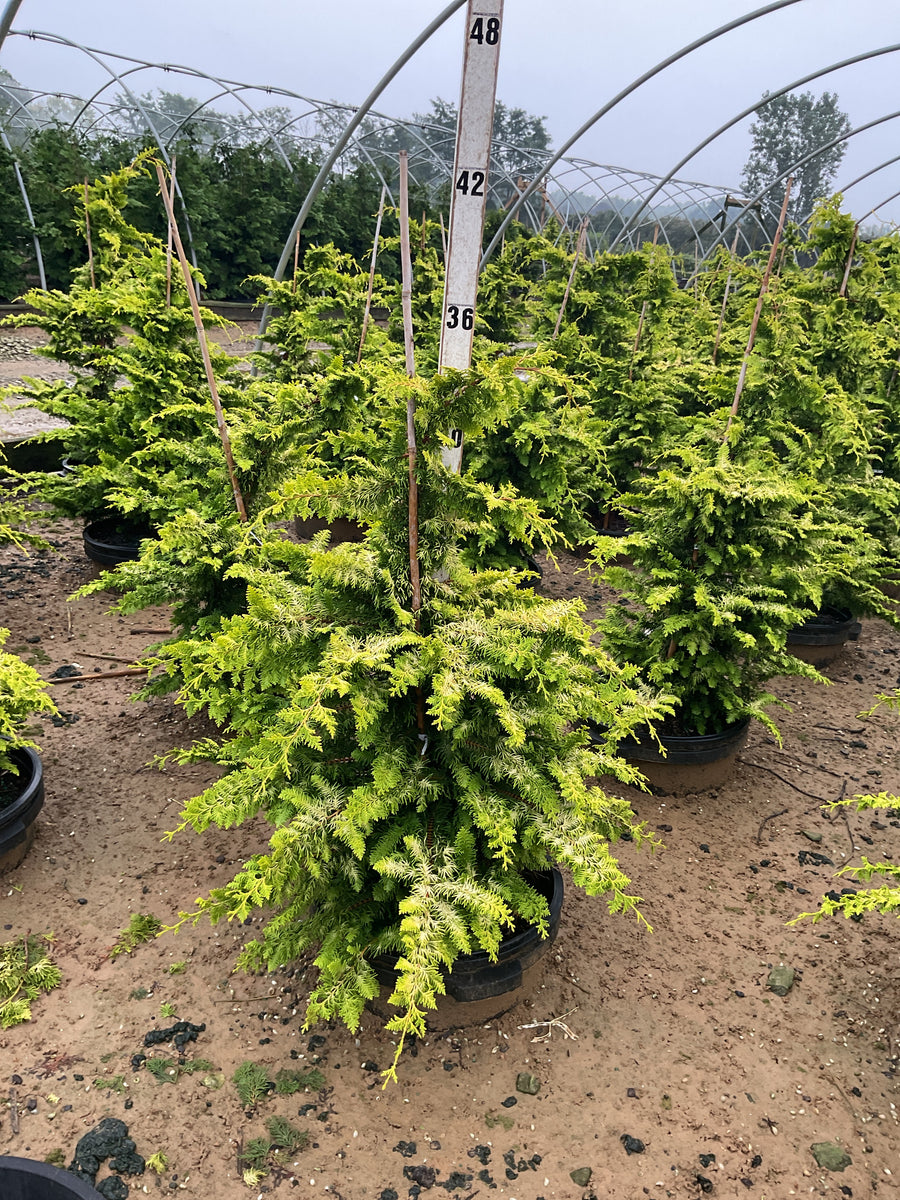 Chamaecyparis obtusa 'Fernspray Gold'