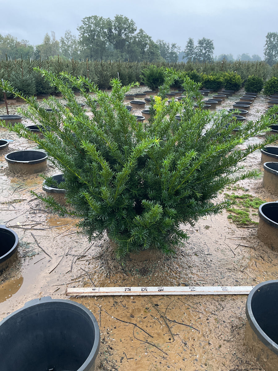 Taxus x media 'Densiformis'