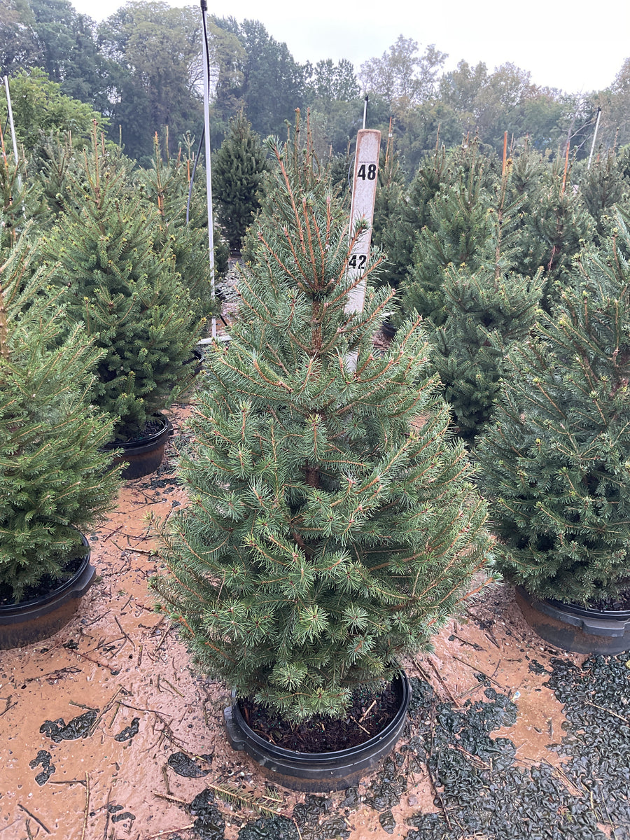 Picea abies