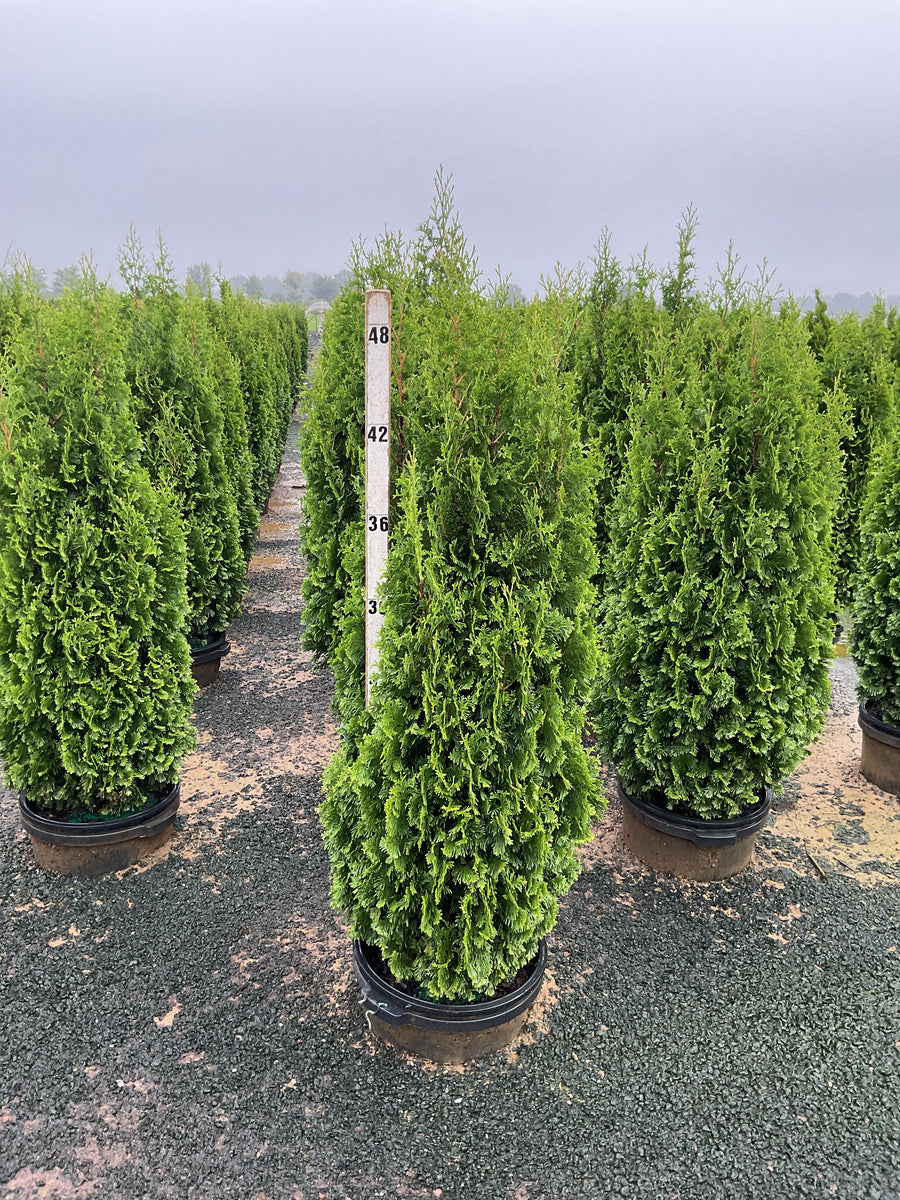 Thuja occidentalis 'Degroots Spire'