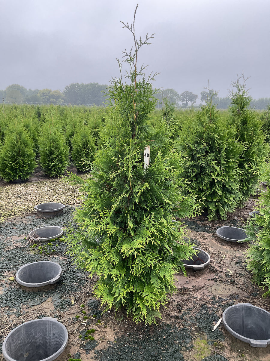 Thuja plicata 'Green Giant'