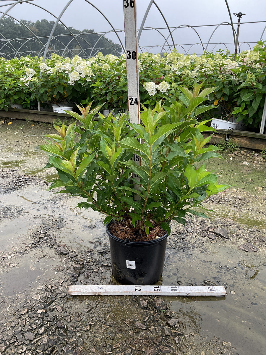 Weigela florida 'Red Prince'