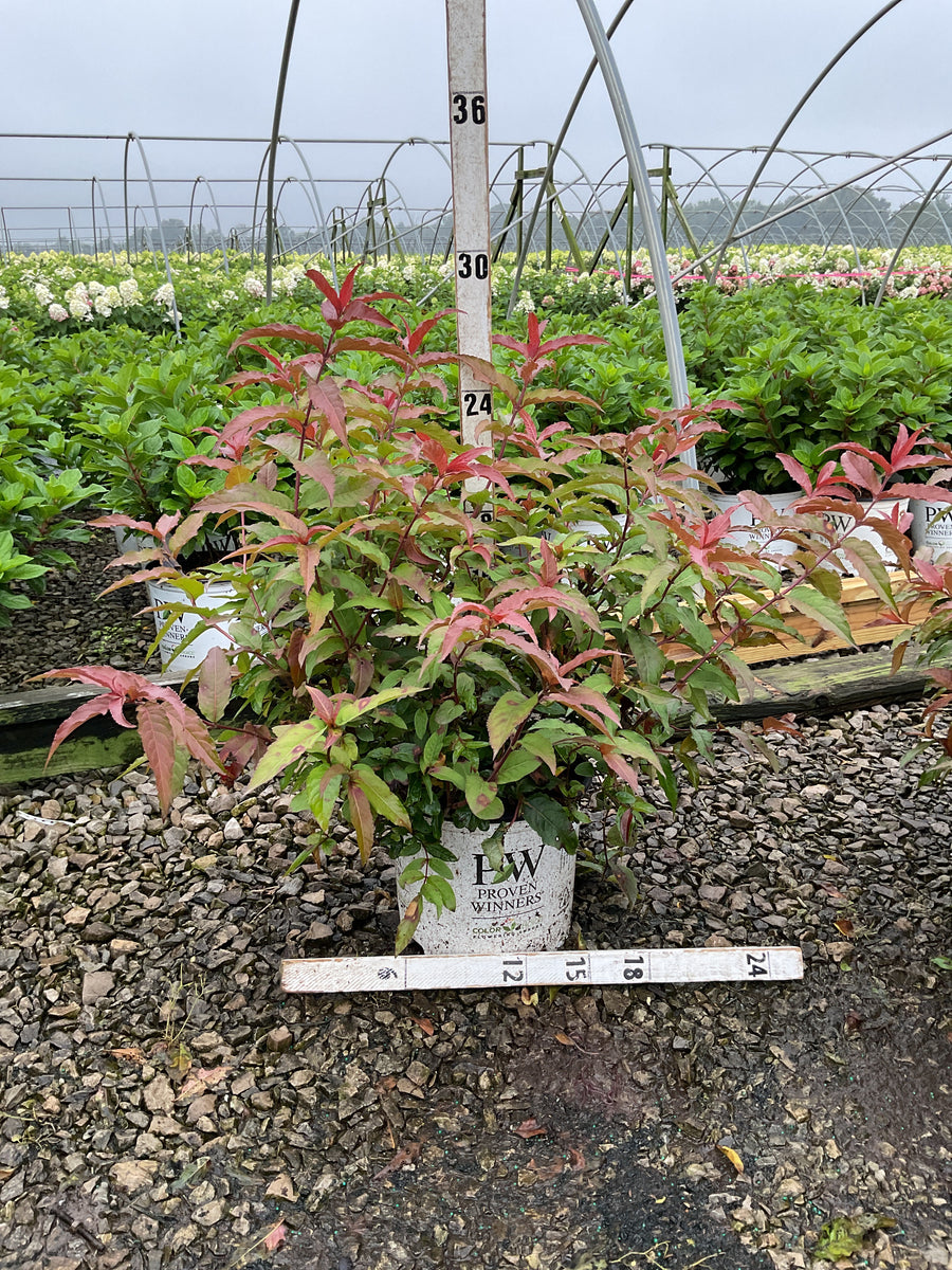 Diervilla sessilifolia 'Kodiak Red'