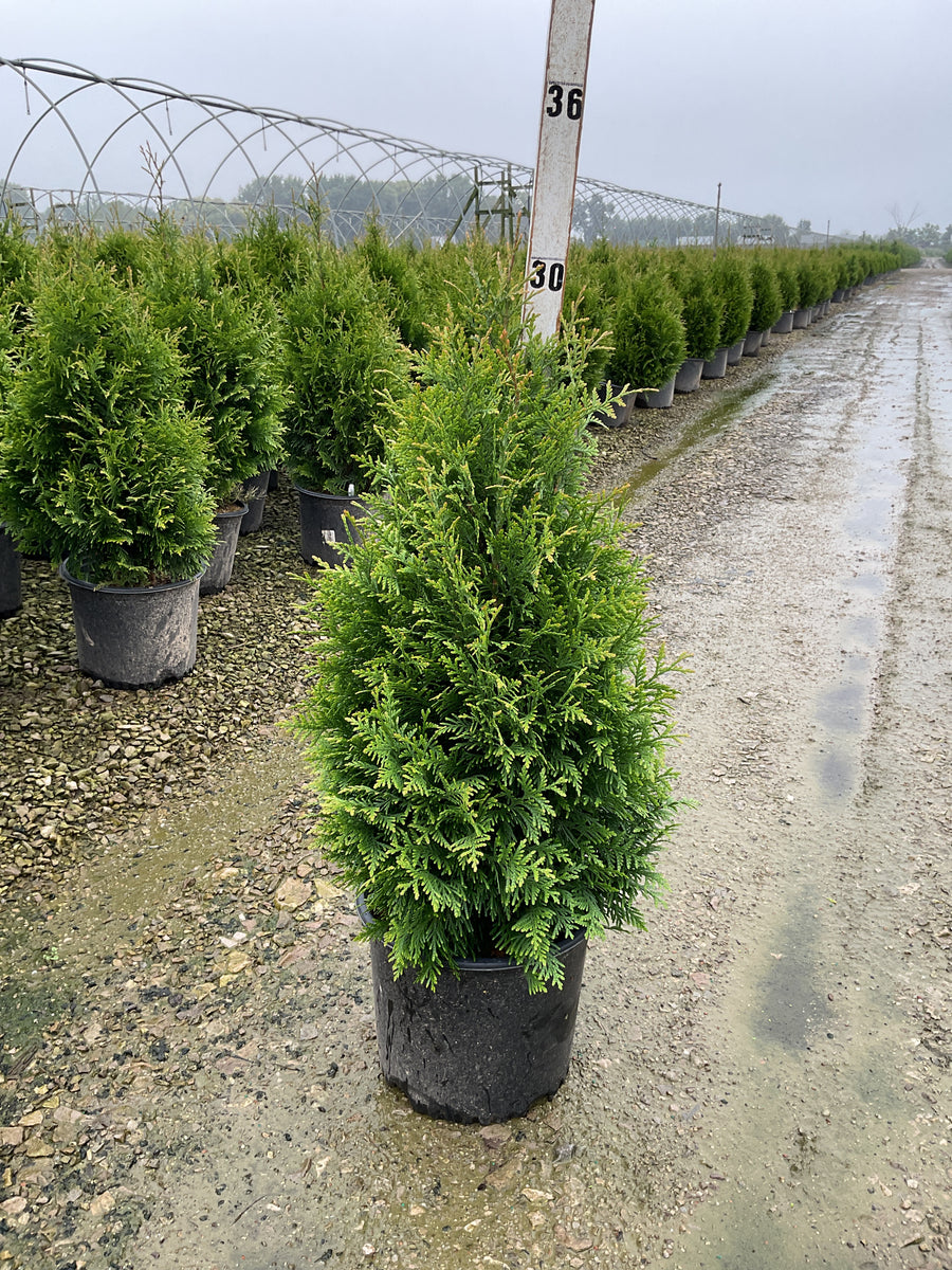 Thuja x 'Junior Giant'