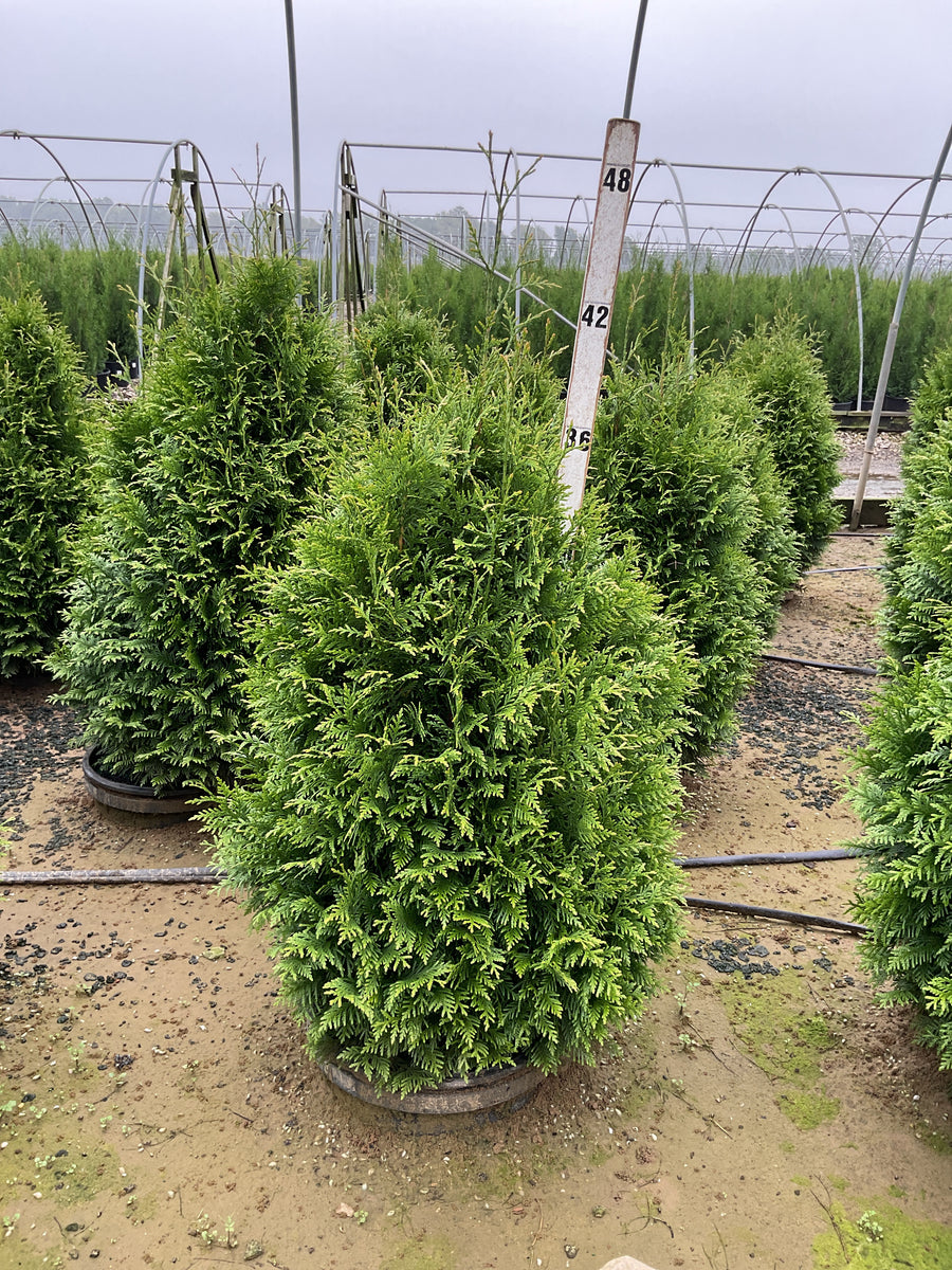 Thuja x 'Junior Giant'