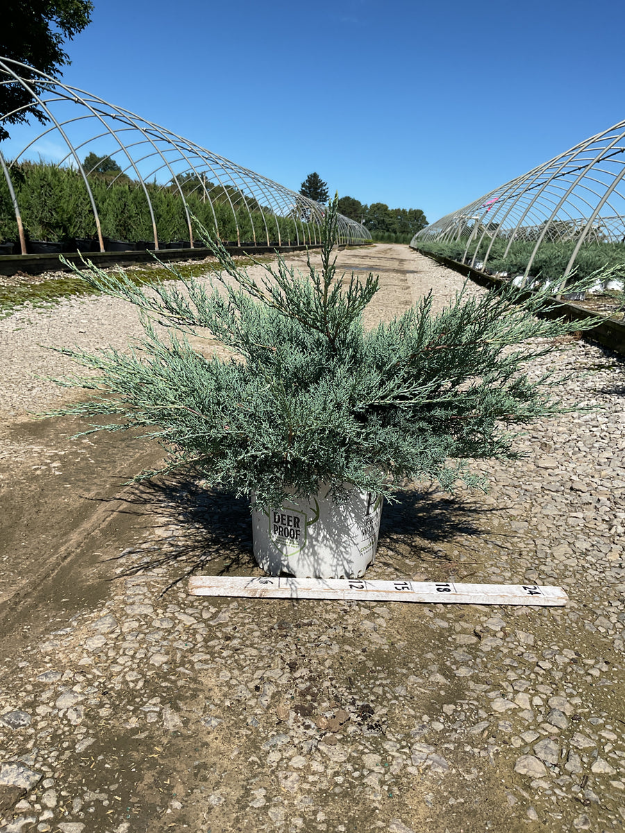 Juniper chinensis Montana Moss