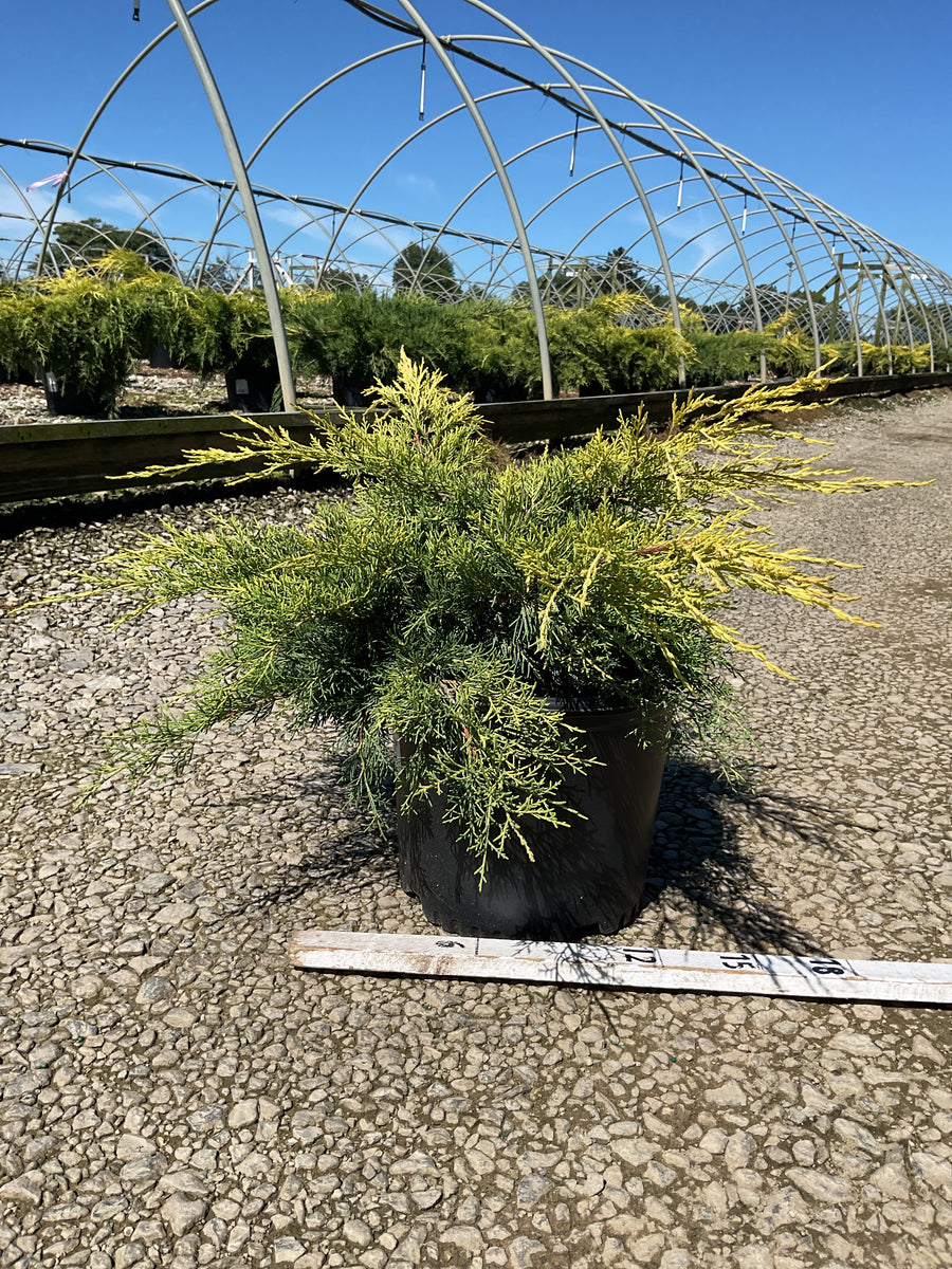 Juniperus chinensis 'Gold Lace'