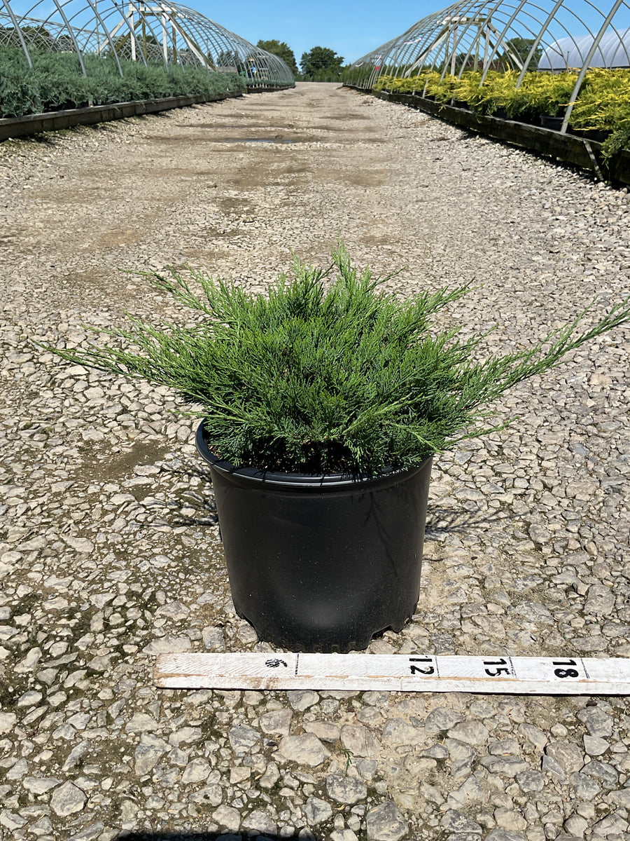 Juniperus sabina 'Sierra Spreader'