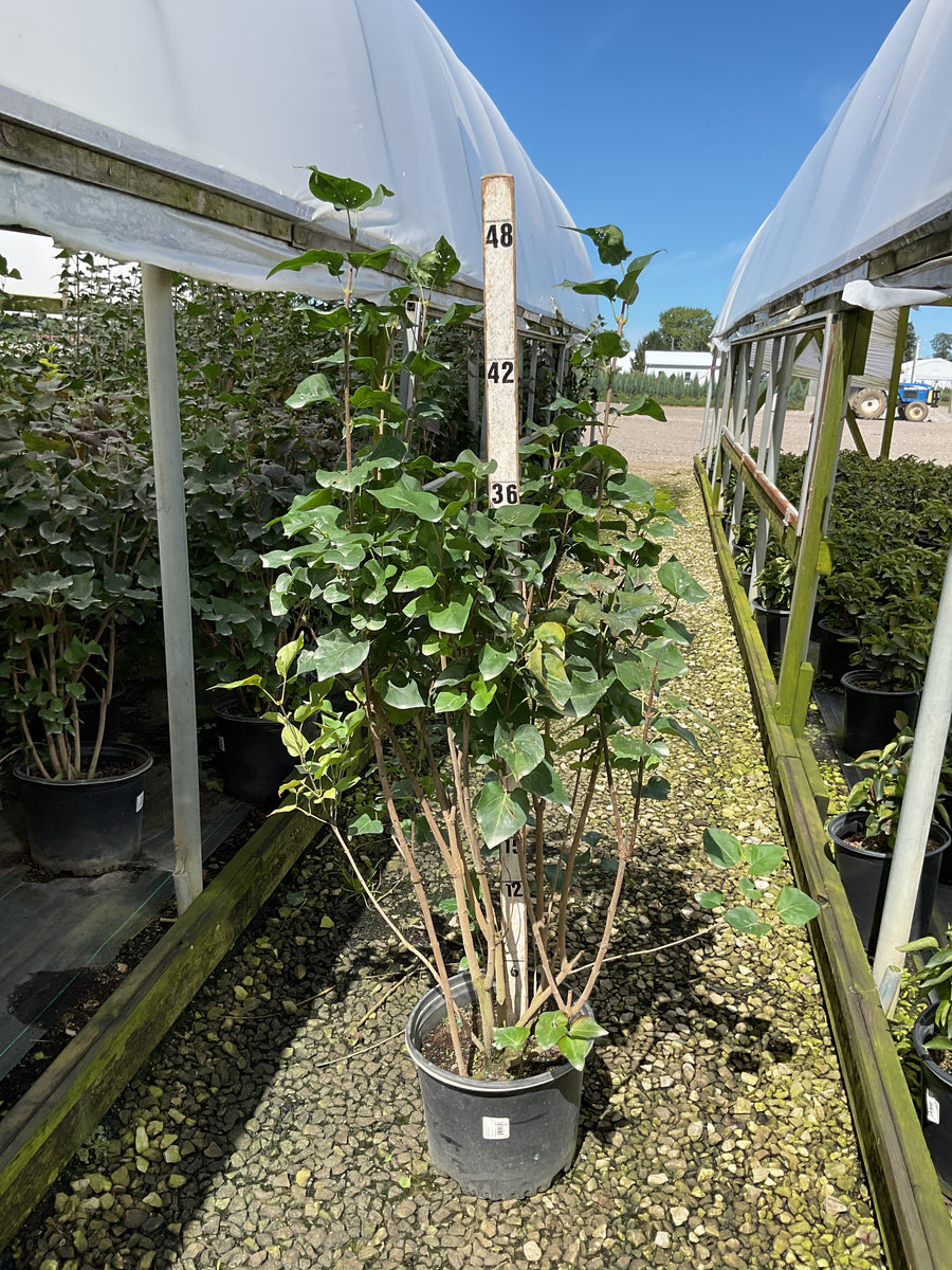 Syringa x hyacin. 'Pocahontas'