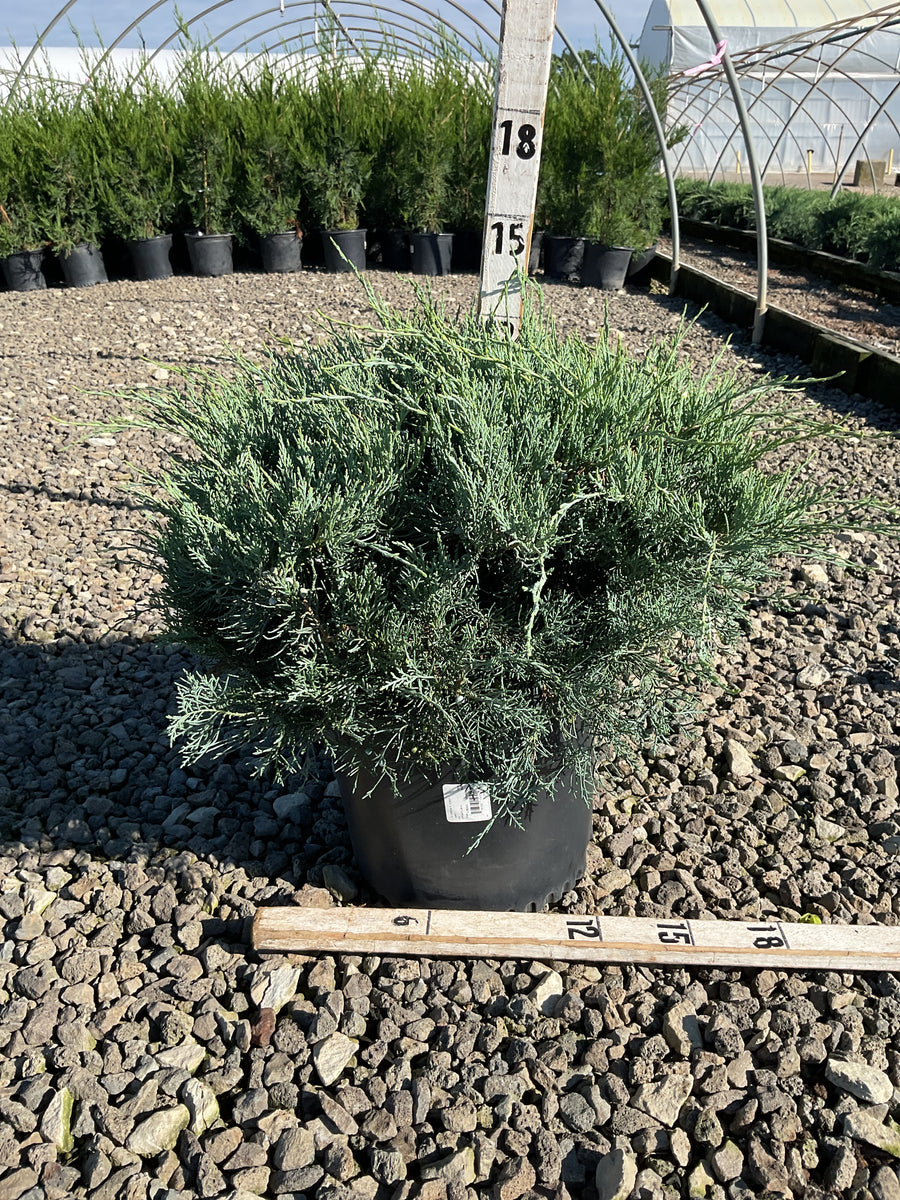 Juniperus virginiana 'Grey Owl'