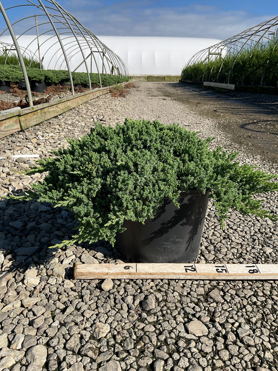 Juniperus chinensis 'Nana'
