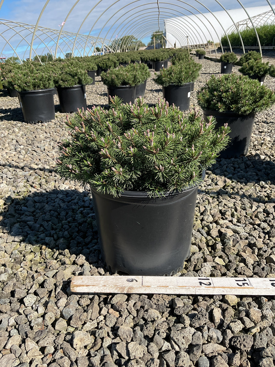 Pinus mugo 'Enci'