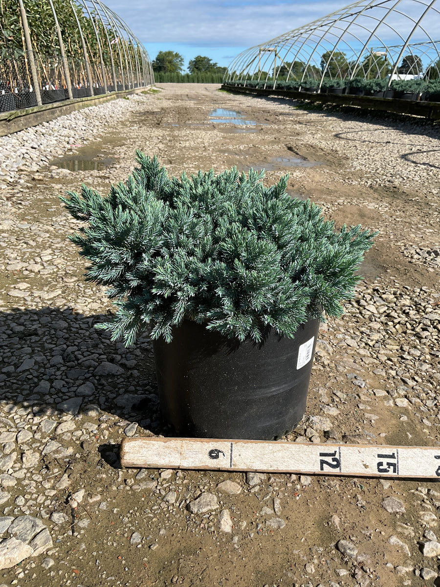 Juniperus squamata 'Blue Star'