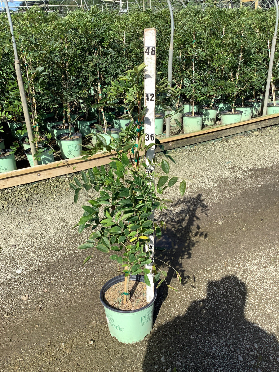 Wisteria macrostachya 'Blue Moon'