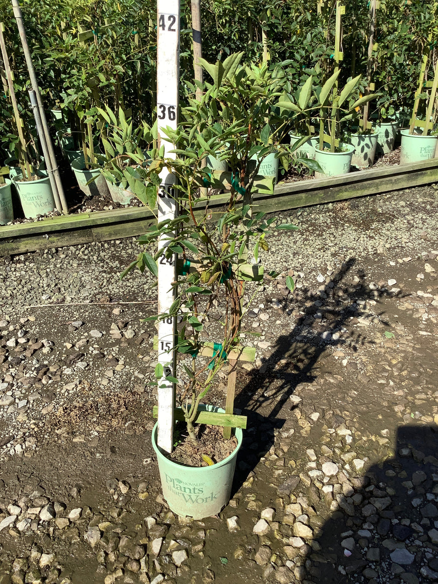 Wisteria macrostachya 'Blue Moon'