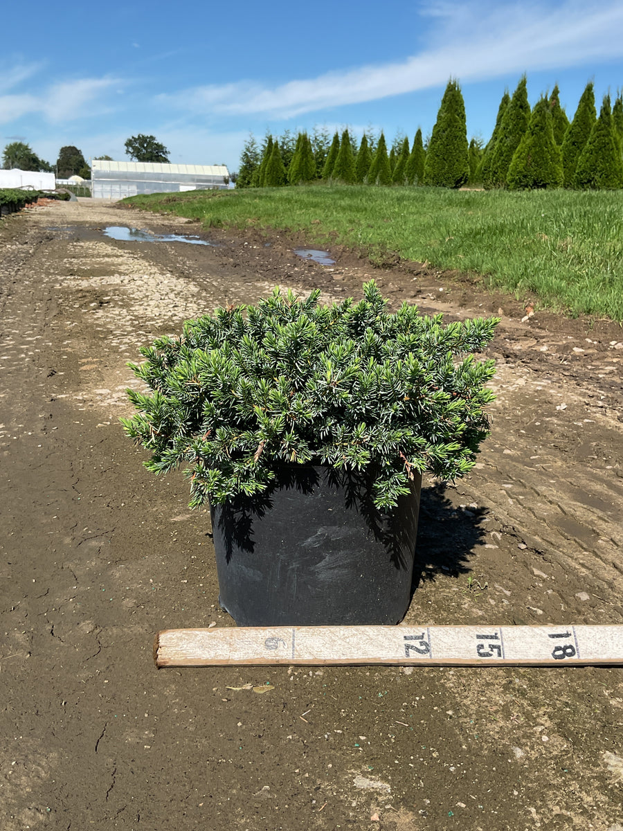 Juniperus conferta 'Blue Pacific'