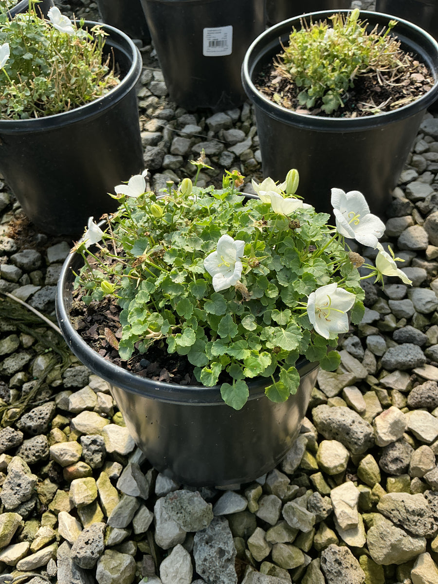 Campanula carpatica 'Rapido White'