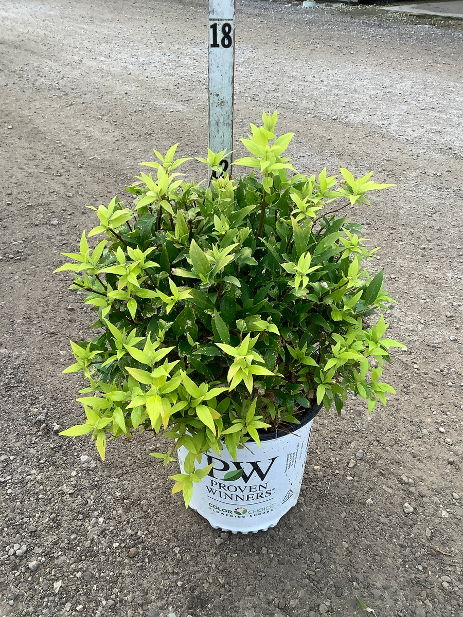 Deutzia gracilis 'Chardonnay Pearls'