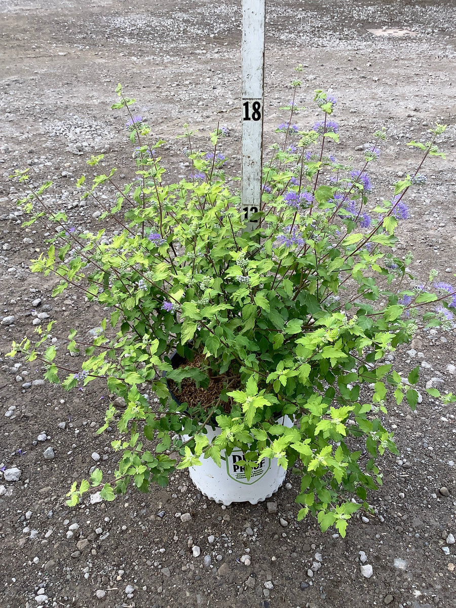 Caryopteris sunshine 'Blue Ii'