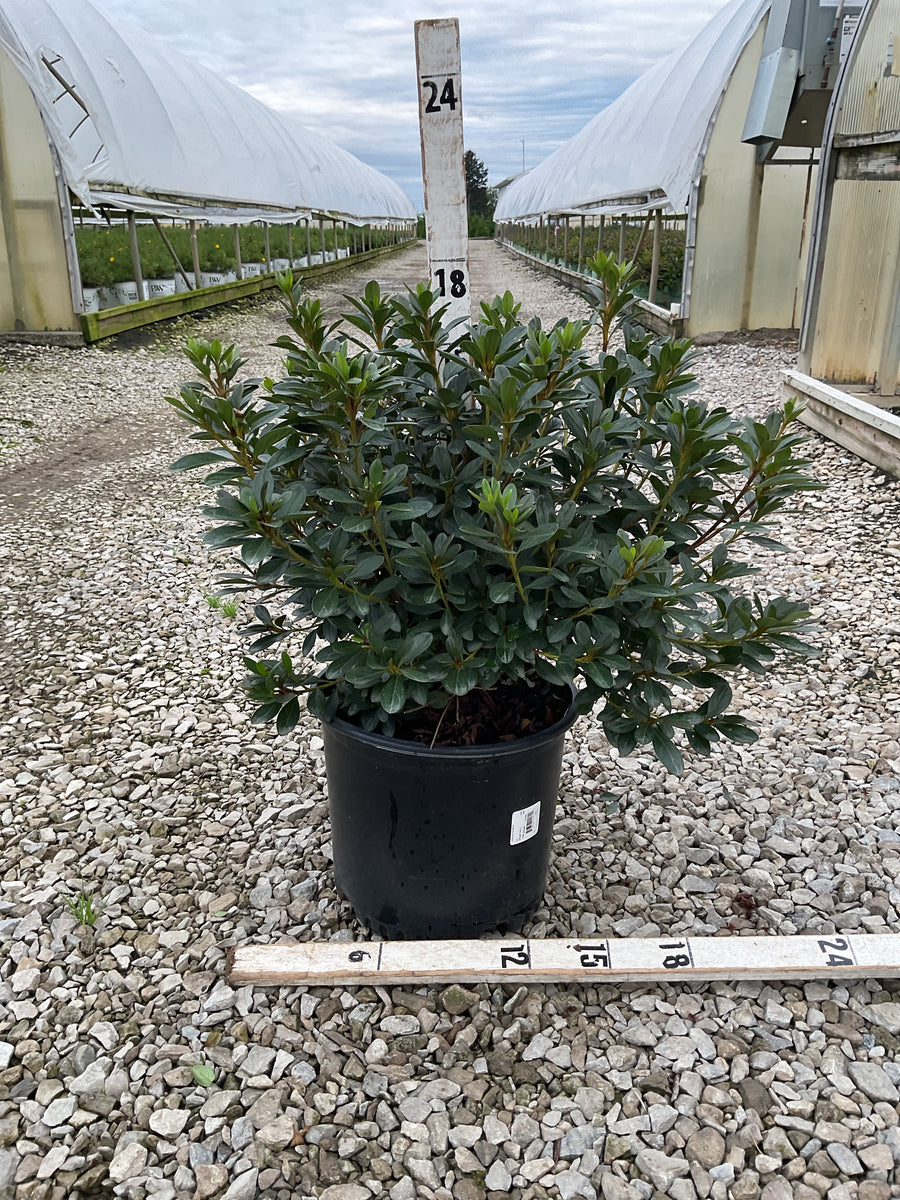 Azalea x 'Karen'