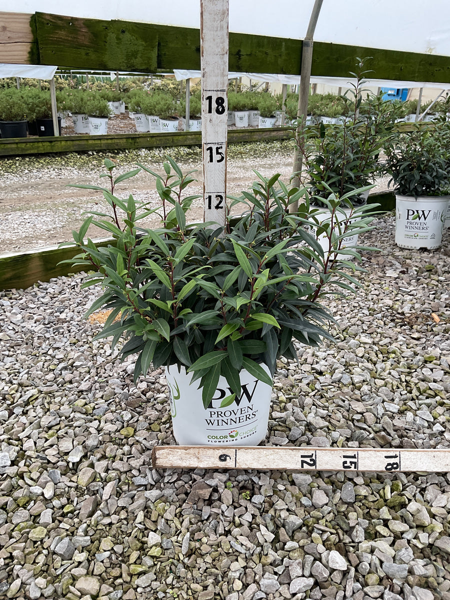 Sarcococca 'Sweet & Lo'
