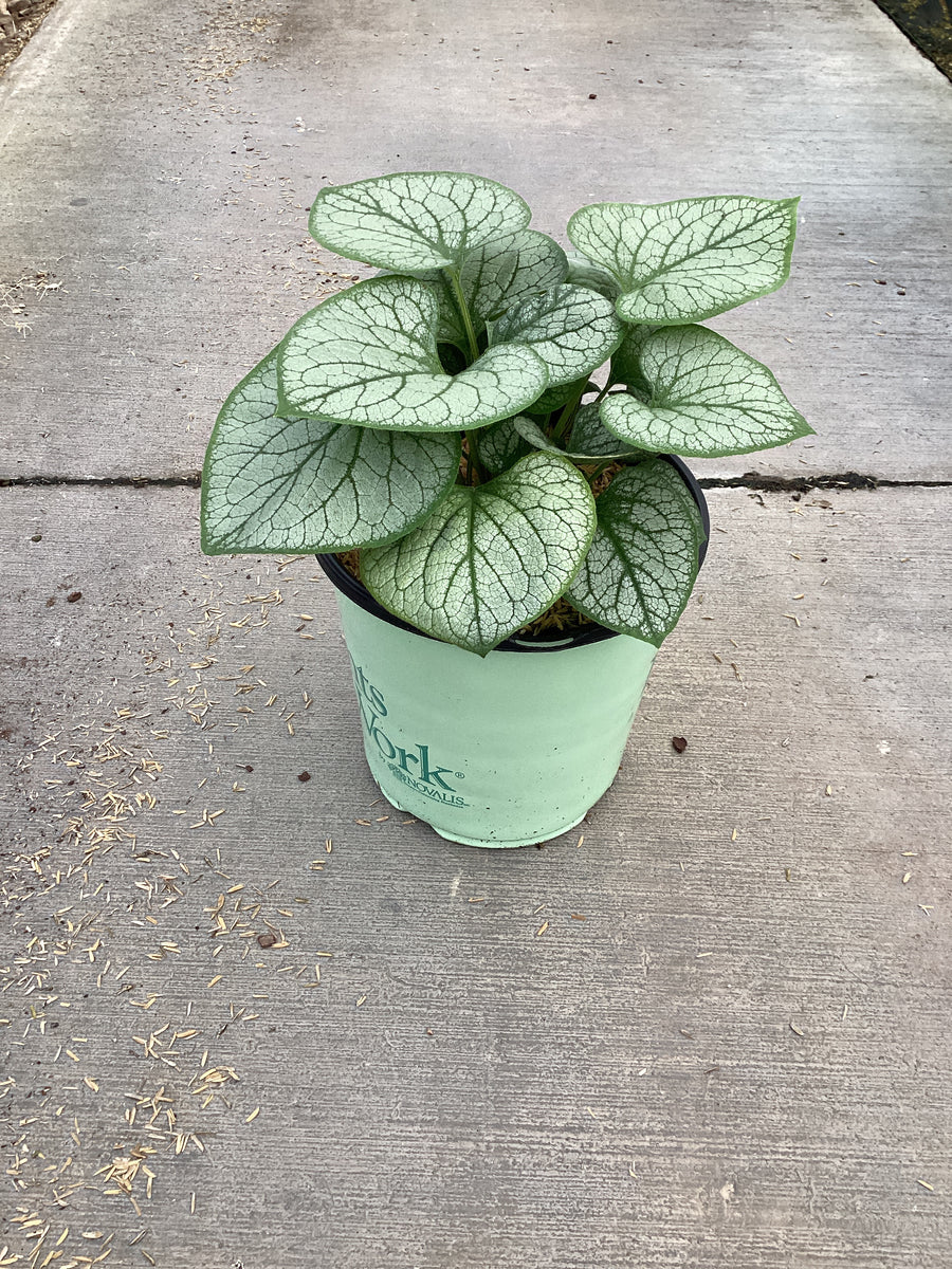 Brunnera macrophylla 'Jack Frost'