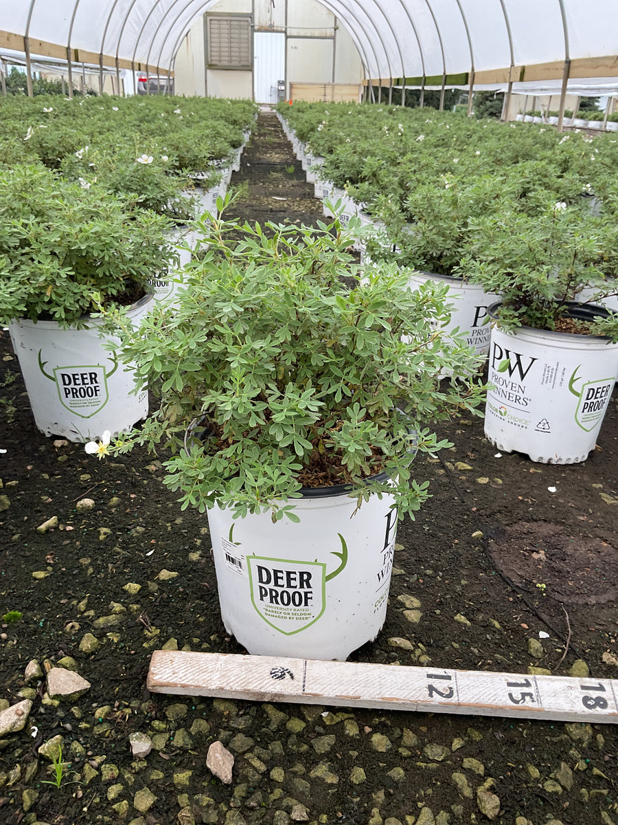 Potentilla 'Happy Face White'