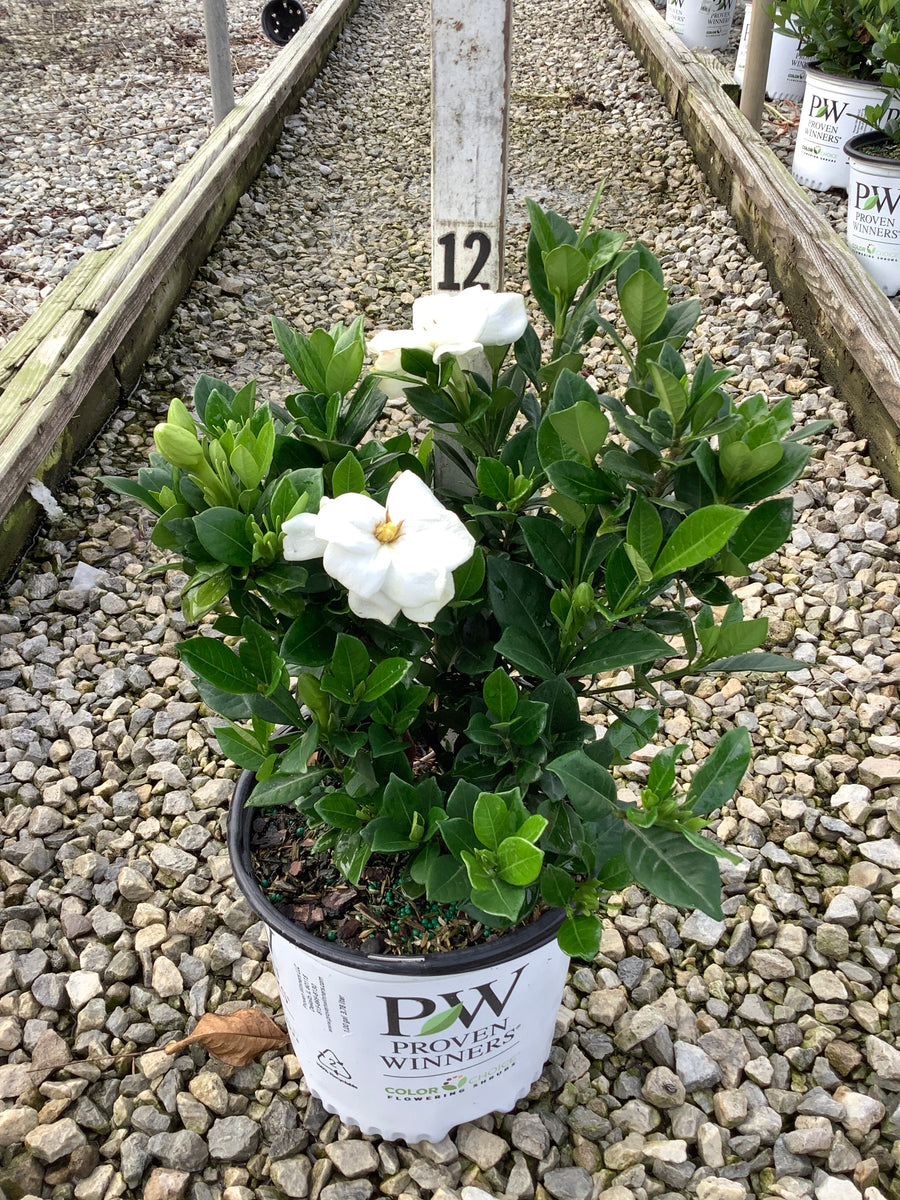 Gardenia steady 'As She Goes'