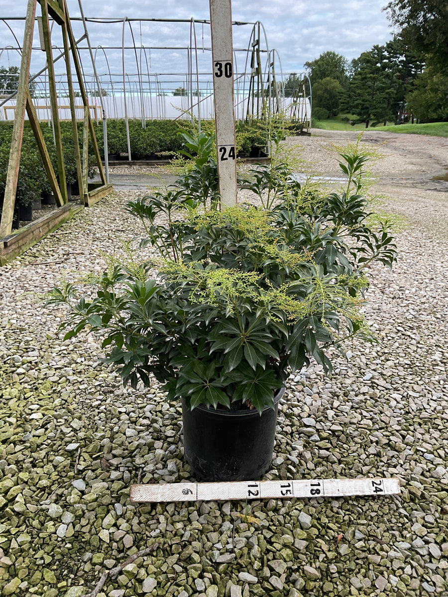 Pieris japonica 'Dorothy Wycoff'