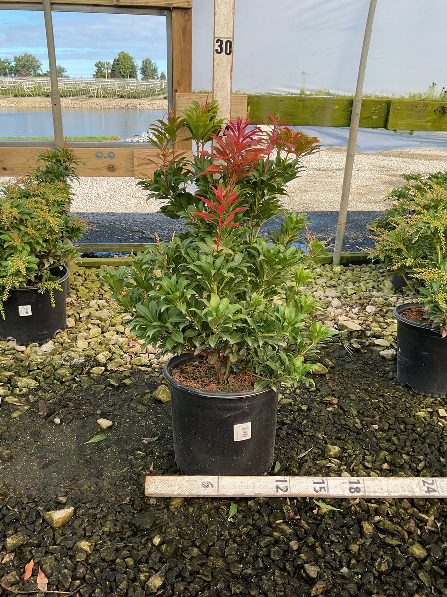 Pieris japonica 'Mountain Fire'