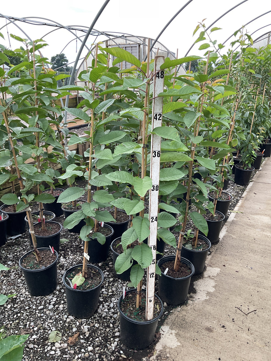 Prunus avium 'Sweetheart'