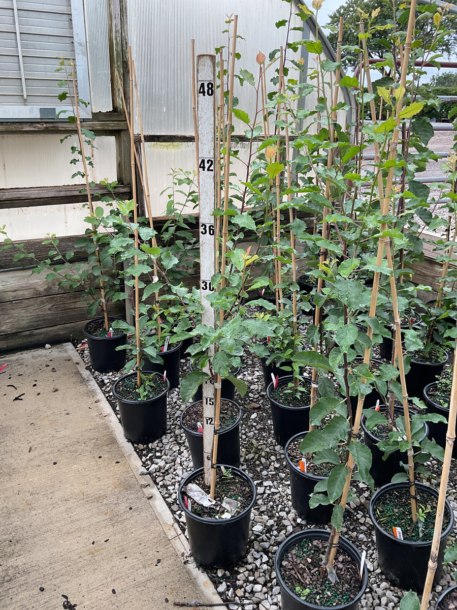Prunus domestica 'Stanley'