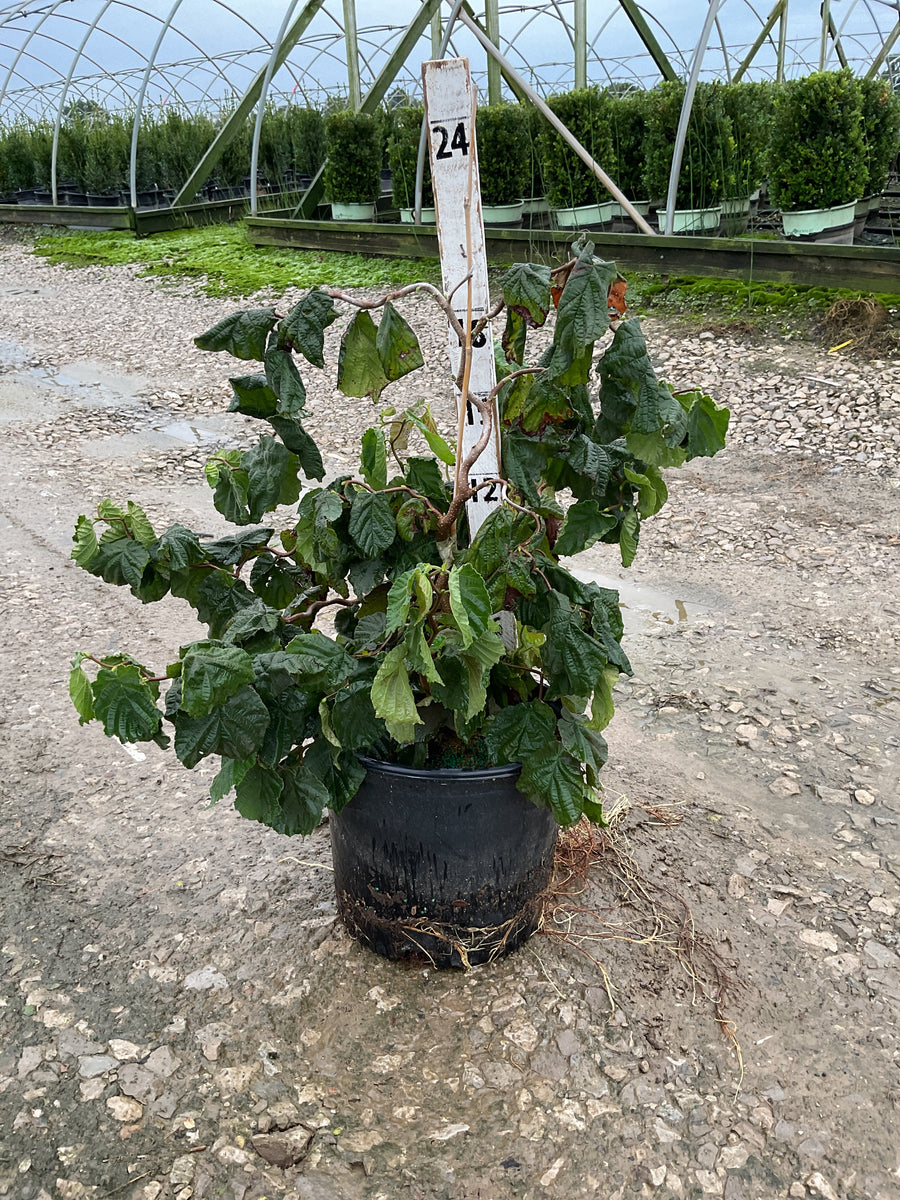 Corylus avellana 'Contorta'