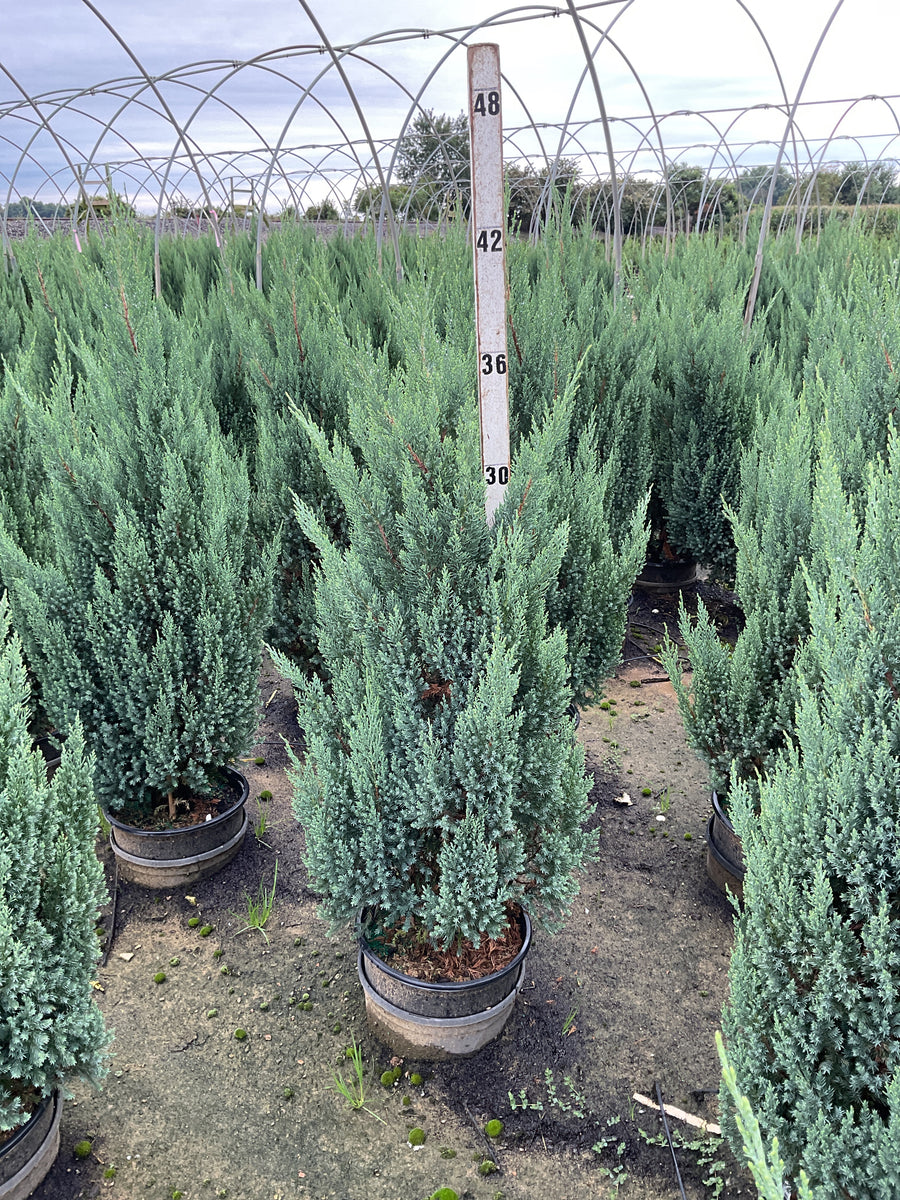 Juniperus chinensis 'Blue Point'