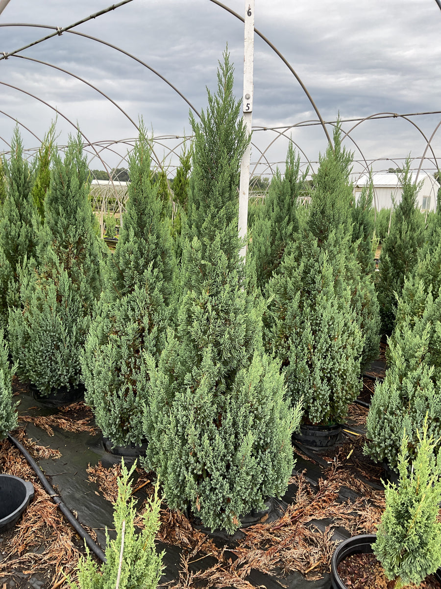 Juniperus chinensis 'Hetzii Columnaris'