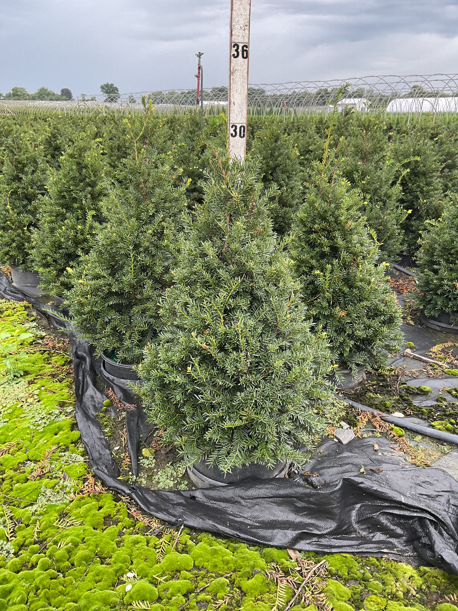 Taxus cuspidata 'Captain'